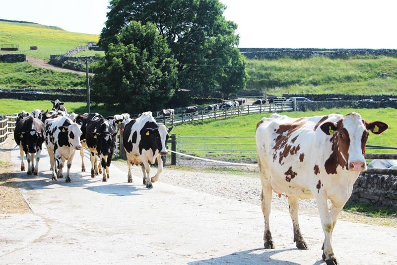 Fernydale Farm Bed & Breakfast Earl Sterndale Dış mekan fotoğraf